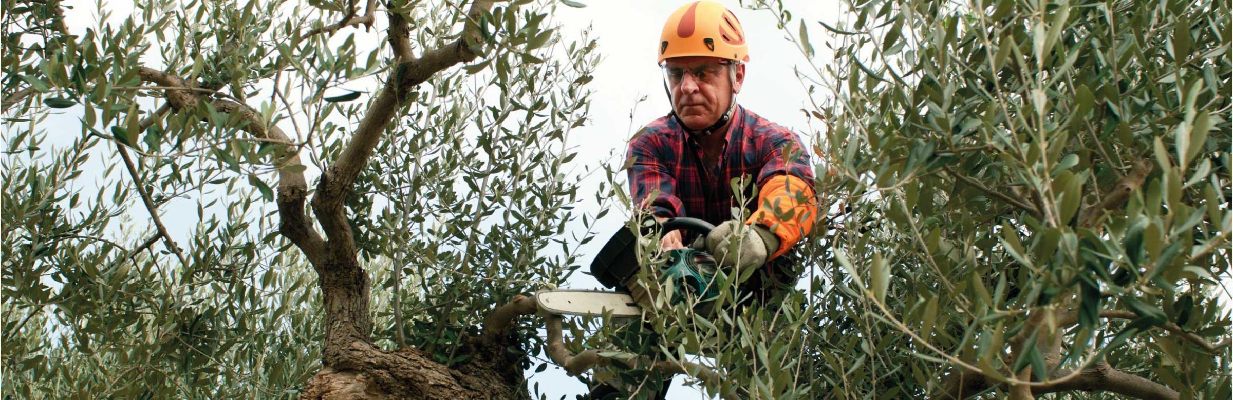 Un élagueur taille un arbre